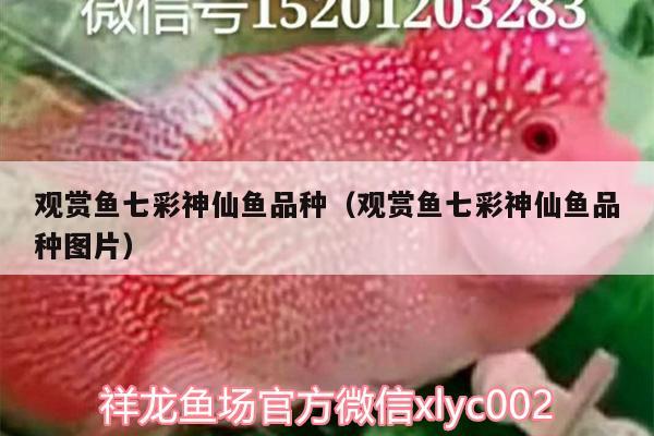 觀賞魚七彩神仙魚品種（觀賞魚七彩神仙魚品種圖片）