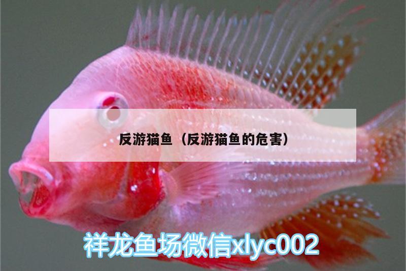 反游貓魚（反游貓魚的危害）