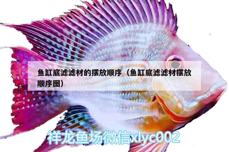 魚缸底濾濾材的擺放順序（魚缸底濾濾材擺放順序圖） 狗頭魚