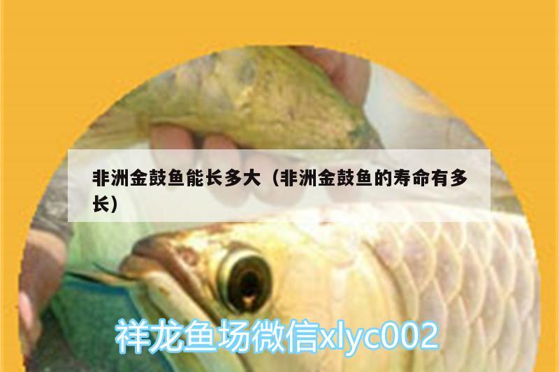 非洲金鼓魚能長多大（非洲金鼓魚的壽命有多長） 非洲金鼓魚