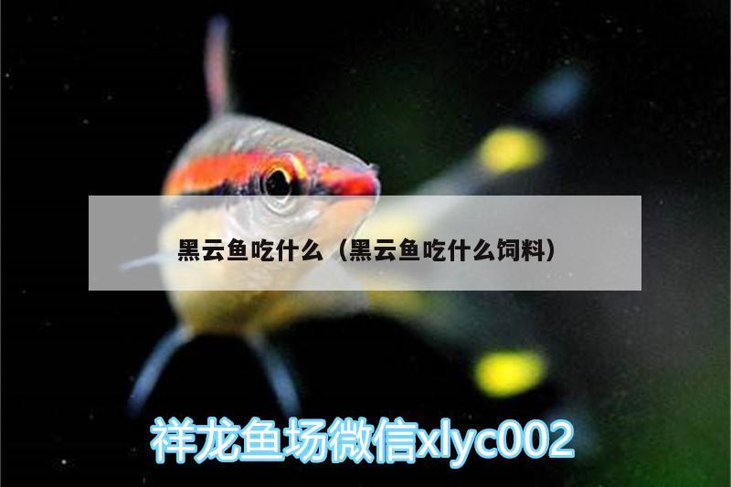 黑云魚吃什么（黑云魚吃什么飼料）