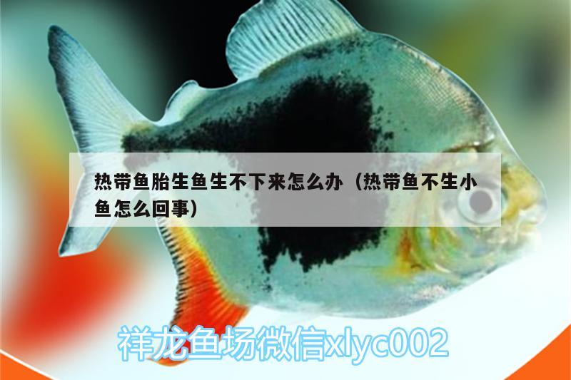 熱帶魚胎生魚生不下來怎么辦（熱帶魚不生小魚怎么回事） 小型觀賞魚