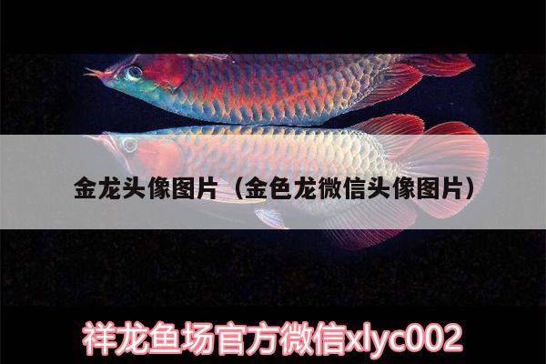 金龍頭像圖片（金色龍微信頭像圖片） 黃金眼鏡蛇雷龍魚(yú)