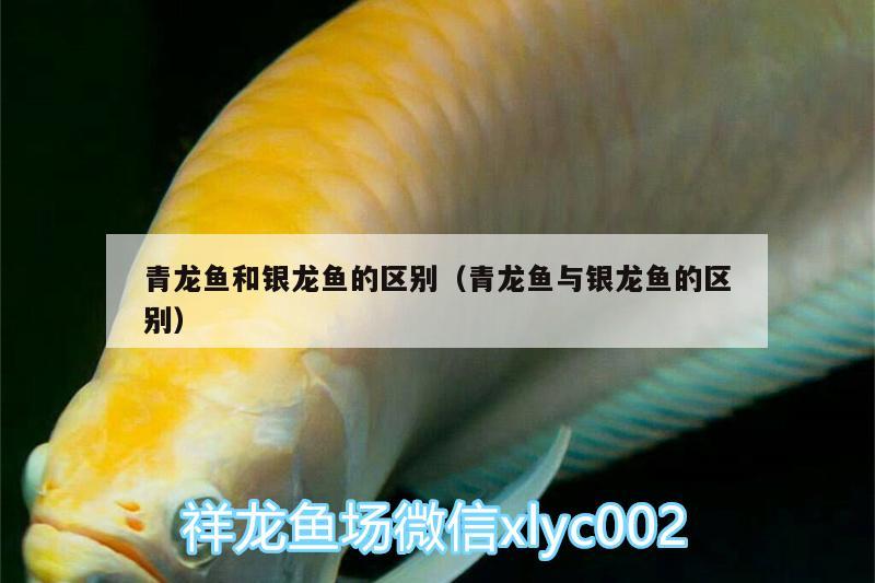 青龍魚和銀龍魚的區(qū)別（青龍魚與銀龍魚的區(qū)別）