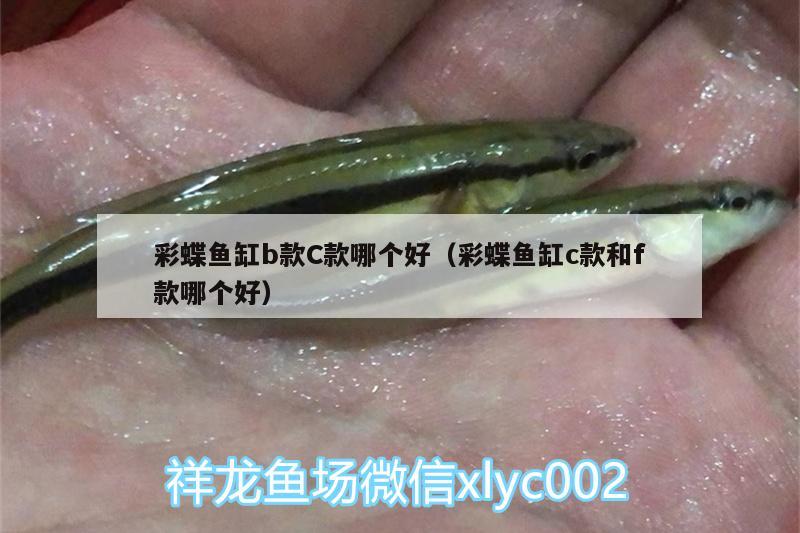 彩蝶魚缸b款C款哪個好（彩蝶魚缸c款和f款哪個好）