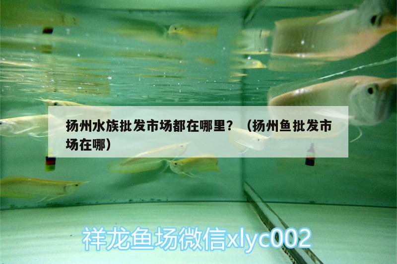 揚州水族批發(fā)市場都在哪里？（揚州魚批發(fā)市場在哪）