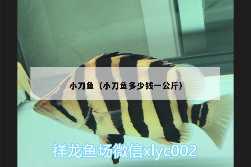 小刀魚(yú)（小刀魚(yú)多少錢一公斤）