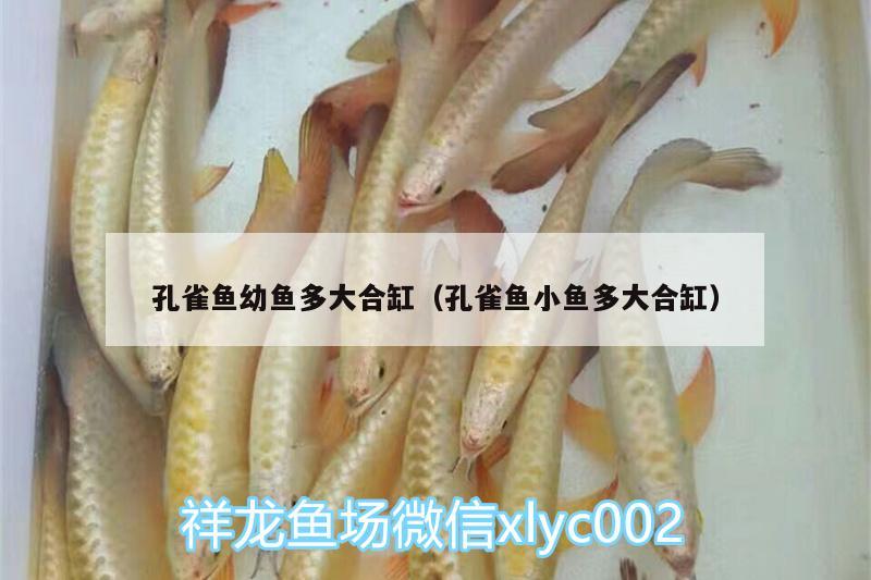 孔雀魚(yú)幼魚(yú)多大合缸（孔雀魚(yú)小魚(yú)多大合缸） 蘇虎