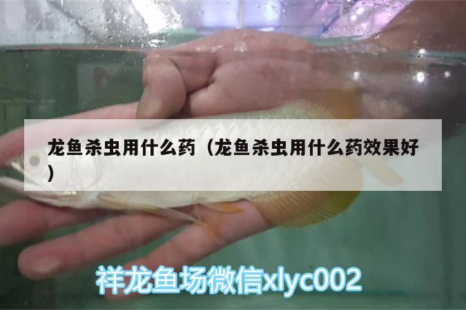 龍魚殺蟲用什么藥（龍魚殺蟲用什么藥效果好）