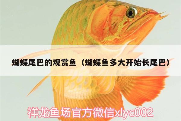 蝴蝶尾巴的觀賞魚（蝴蝶魚多大開始長尾巴）