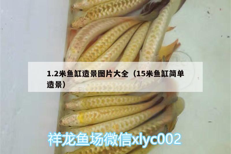 1.2米魚缸造景圖片大全（15米魚缸簡(jiǎn)單造景）