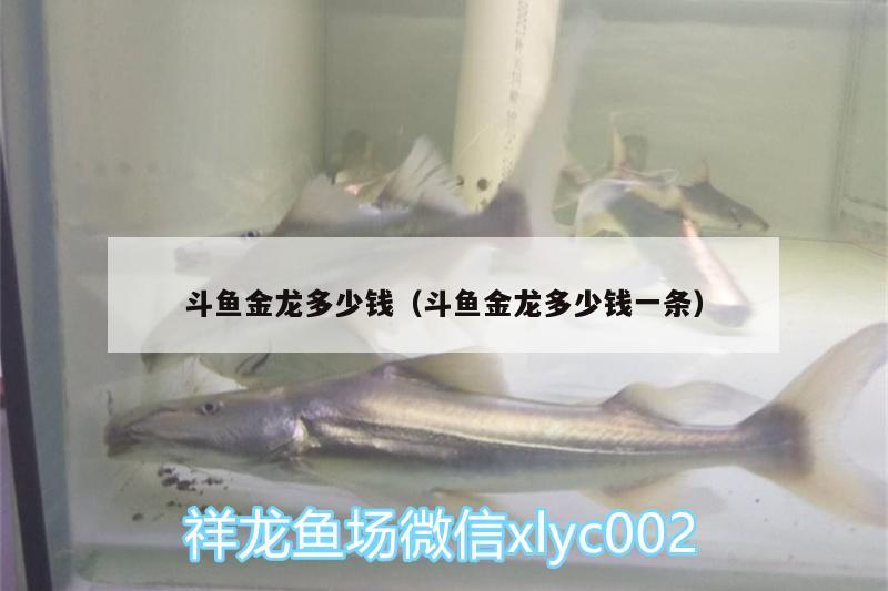 斗魚金龍多少錢（斗魚金龍多少錢一條）