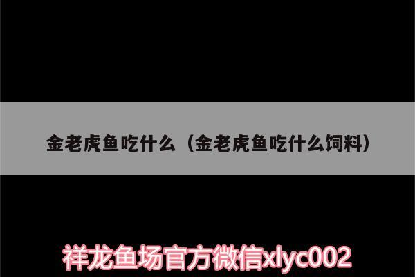 金老虎魚吃什么（金老虎魚吃什么飼料） 虎魚百科