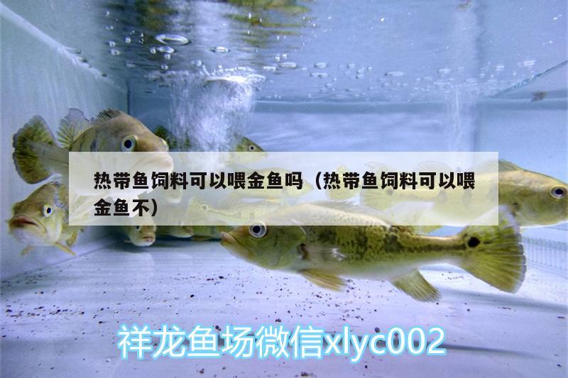 熱帶魚(yú)飼料可以喂金魚(yú)嗎（熱帶魚(yú)飼料可以喂金魚(yú)不）