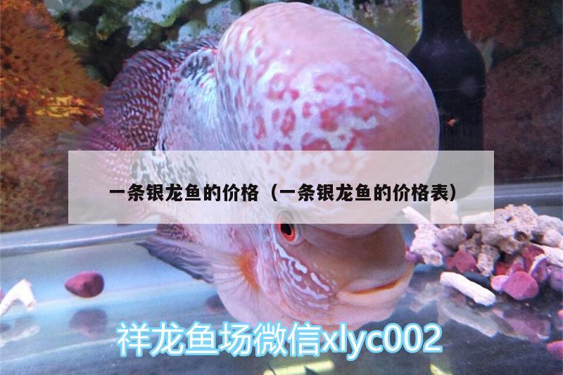 一條銀龍魚的價格（一條銀龍魚的價格表）