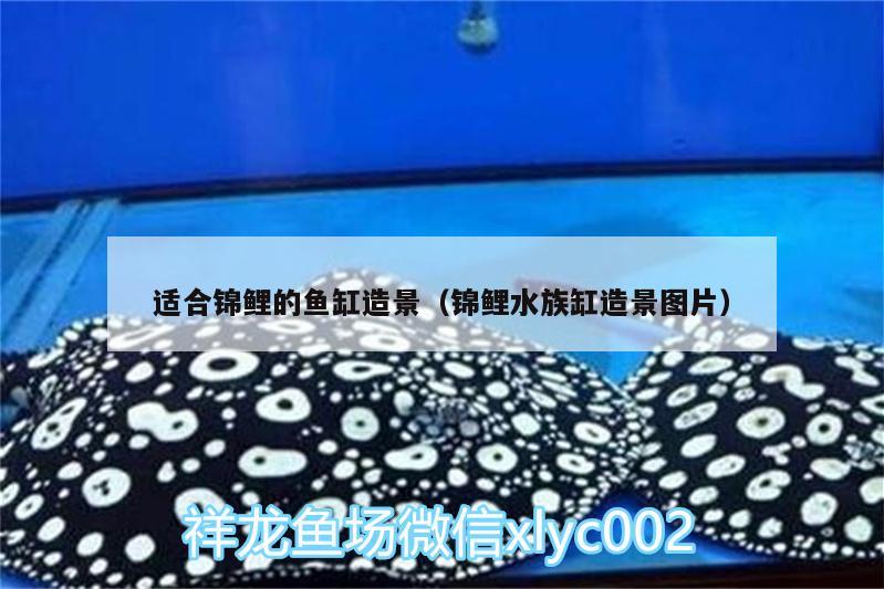 適合錦鯉的魚缸造景（錦鯉水族缸造景圖片） 元寶鯽