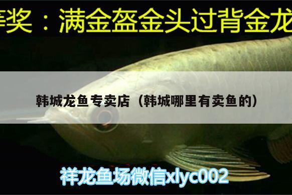 韓城龍魚專賣店（韓城哪里有賣魚的） 白子關(guān)刀魚苗