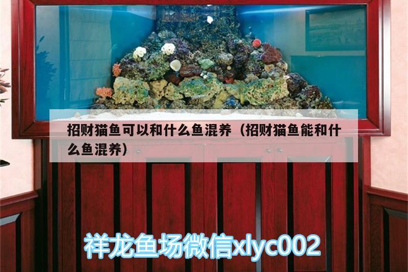 招財(cái)貓魚(yú)可以和什么魚(yú)混養(yǎng)（招財(cái)貓魚(yú)能和什么魚(yú)混養(yǎng)）