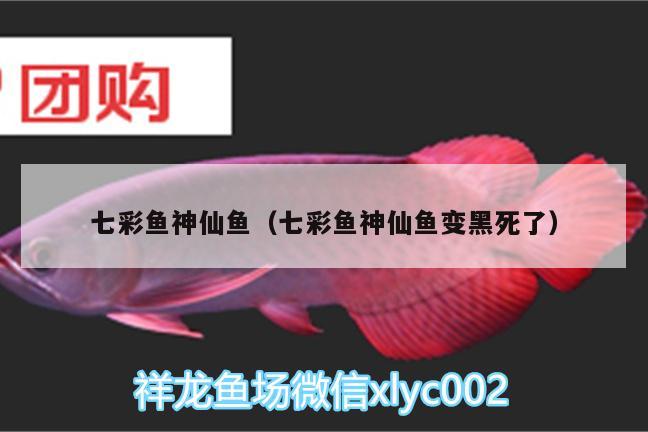 七彩魚神仙魚（七彩魚神仙魚變黑死了） 印尼虎苗