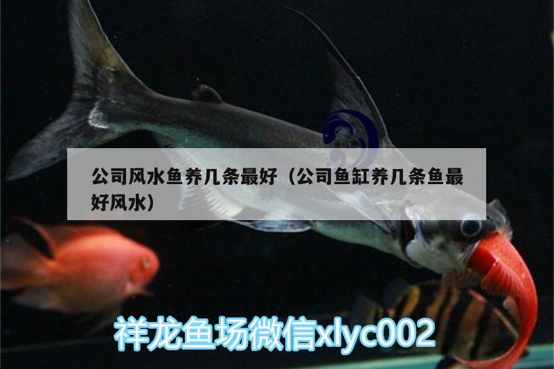 公司風(fēng)水魚養(yǎng)幾條最好（公司魚缸養(yǎng)幾條魚最好風(fēng)水） 魚缸風(fēng)水