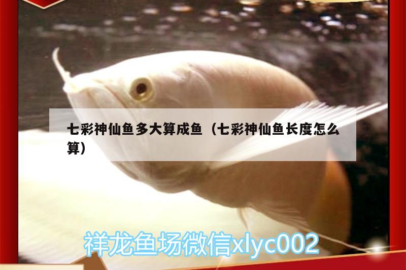 七彩神仙魚多大算成魚（七彩神仙魚長度怎么算）