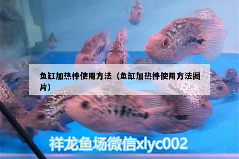 魚缸加熱棒使用方法（魚缸加熱棒使用方法圖片）