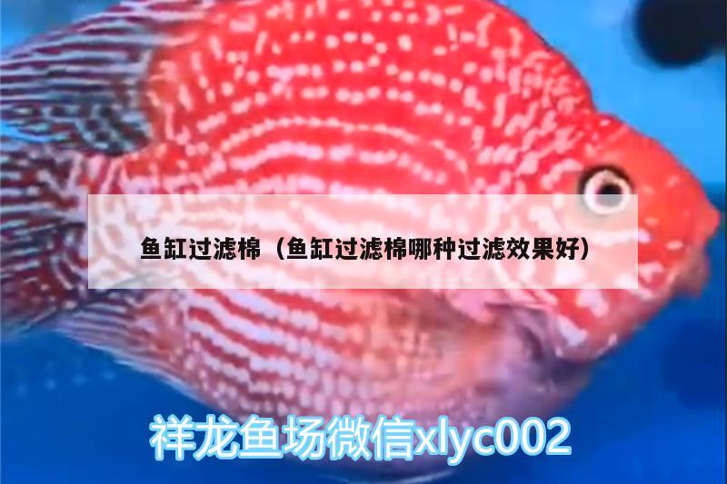 魚缸過濾棉（魚缸過濾棉哪種過濾效果好） 金老虎魚