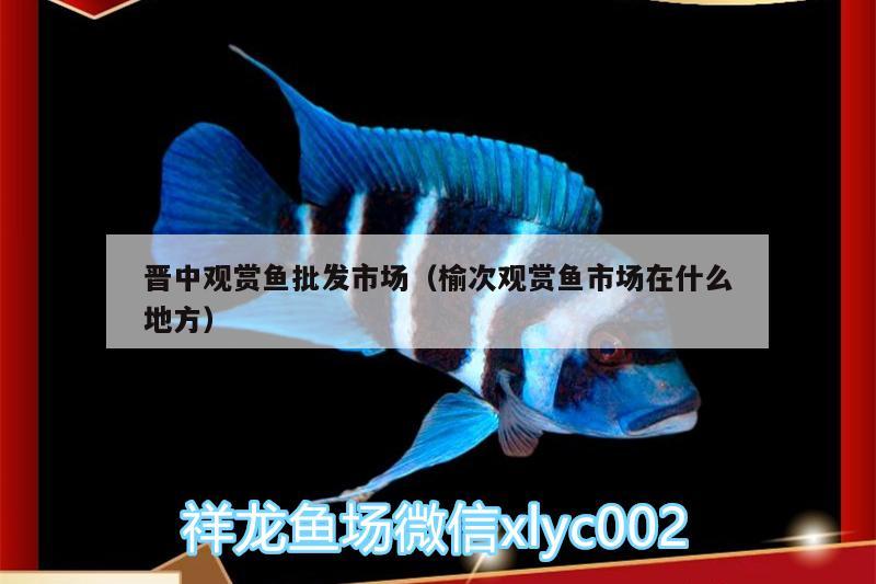 晉中觀賞魚批發(fā)市場（榆次觀賞魚市場在什么地方） 觀賞魚批發(fā)