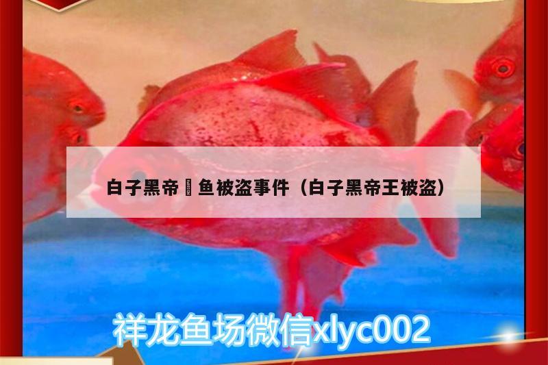 白子黑帝魟魚被盜事件（白子黑帝王被盜） 雙線側(cè)魚