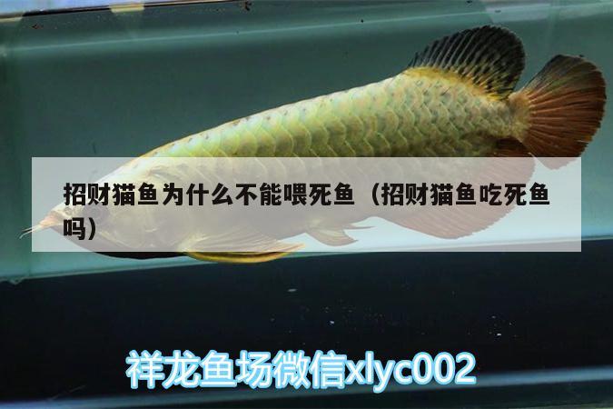 招財(cái)貓魚(yú)為什么不能喂死魚(yú)（招財(cái)貓魚(yú)吃死魚(yú)嗎） 紅眼黃化幽靈火箭魚(yú)|皇家火箭魚(yú)