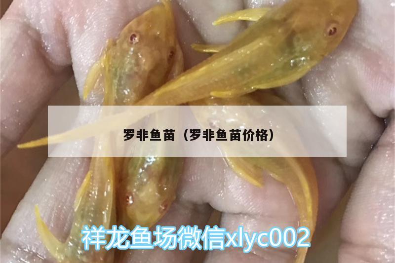 羅非魚(yú)苗（羅非魚(yú)苗價(jià)格）