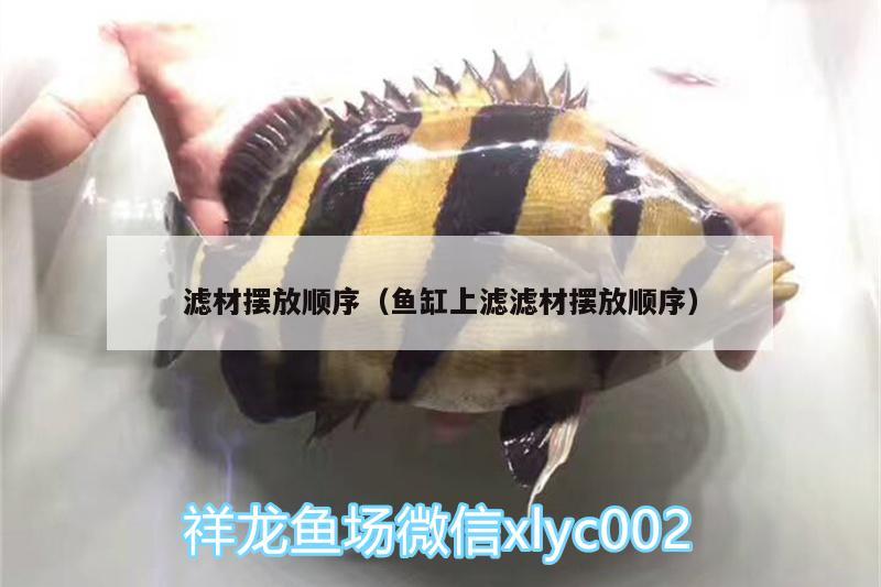 濾材擺放順序（魚缸上濾濾材擺放順序） 非洲金鼓魚