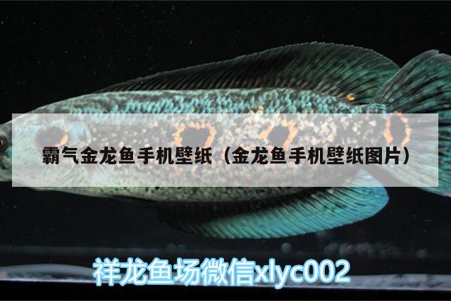 霸氣金龍魚手機壁紙（金龍魚手機壁紙圖片） 祥龍藍珀金龍魚