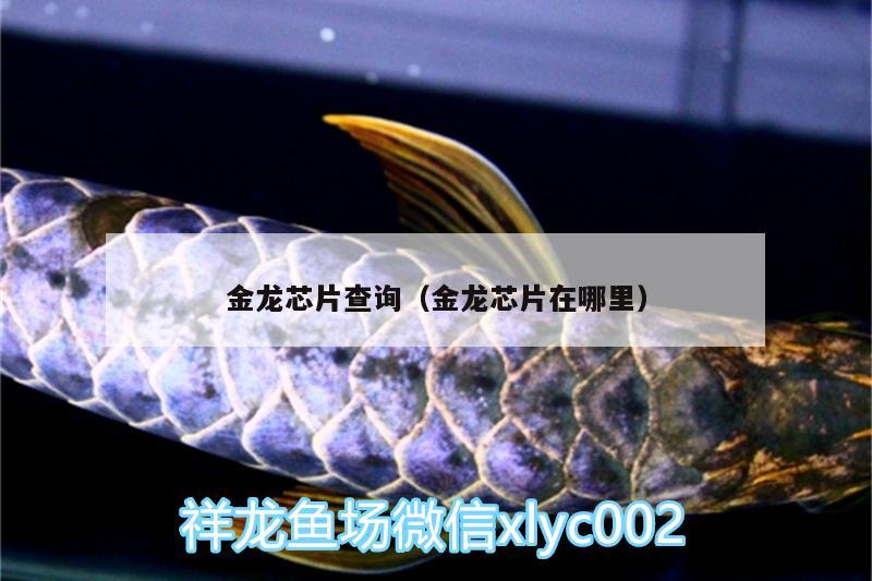 金龍芯片查詢（金龍芯片在哪里） 水族用品