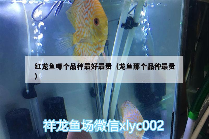 紅龍魚哪個品種最好最貴（龍魚那個品種最貴） 伊巴卡魚