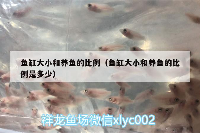 魚缸大小和養(yǎng)魚的比例（魚缸大小和養(yǎng)魚的比例是多少） 泰國(guó)雪鯽魚