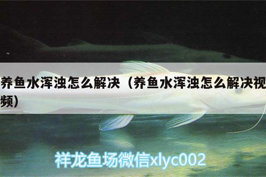 養(yǎng)魚(yú)水渾濁怎么解決（養(yǎng)魚(yú)水渾濁怎么解決視頻） 青龍魚(yú)