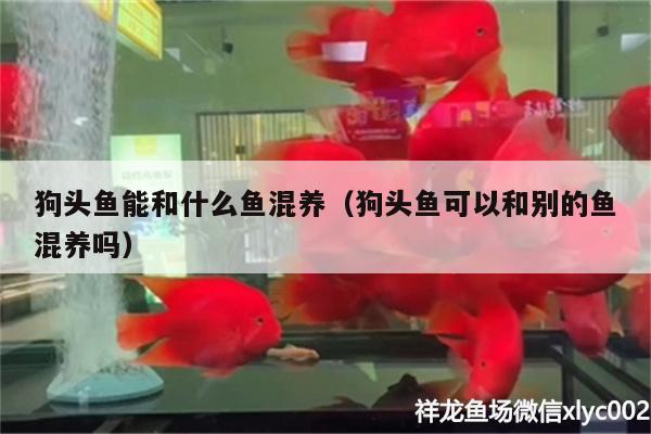 狗頭魚能和什么魚混養(yǎng)（狗頭魚可以和別的魚混養(yǎng)嗎）