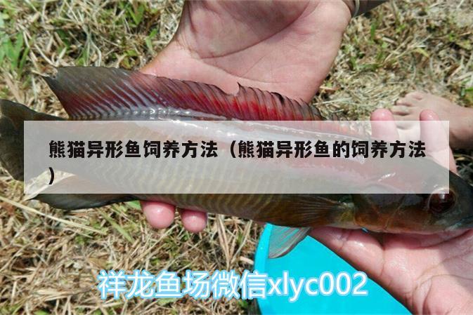 熊貓異形魚飼養(yǎng)方法（熊貓異形魚的飼養(yǎng)方法）