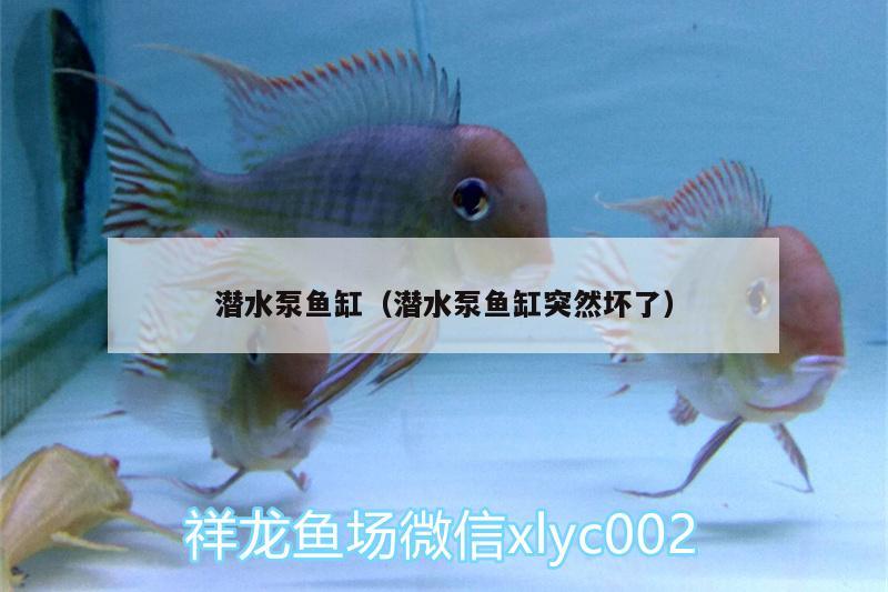 潛水泵魚缸（潛水泵魚缸突然壞了）