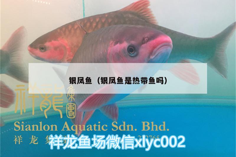 銀鳳魚(yú)（銀鳳魚(yú)是熱帶魚(yú)嗎）