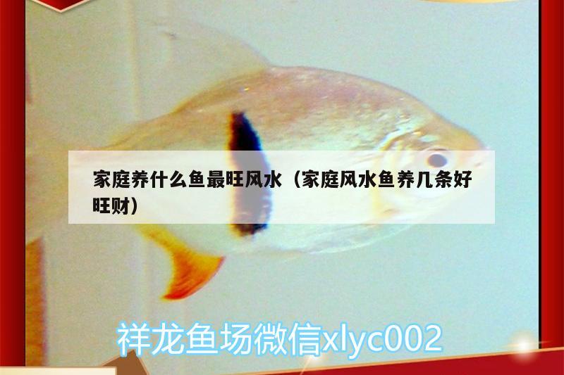 家庭養(yǎng)什么魚最旺風水（家庭風水魚養(yǎng)幾條好旺財） 魚缸風水