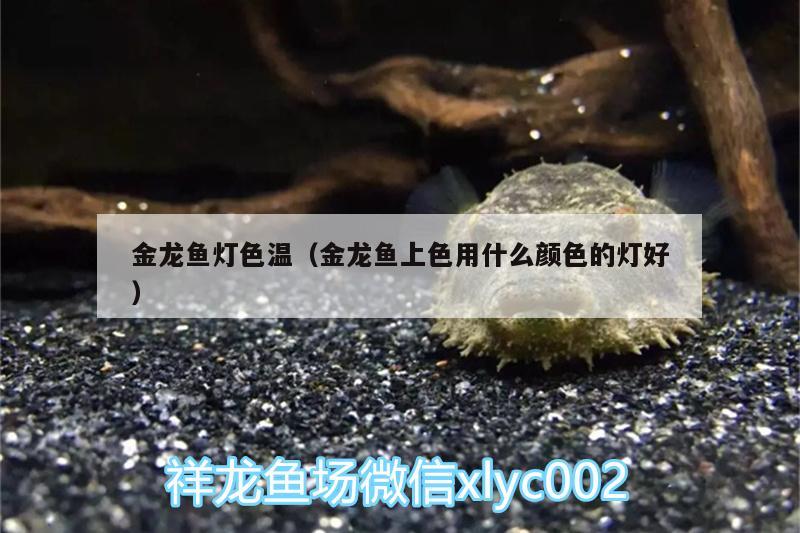 金龍魚燈色溫（金龍魚上色用什么顏色的燈好）