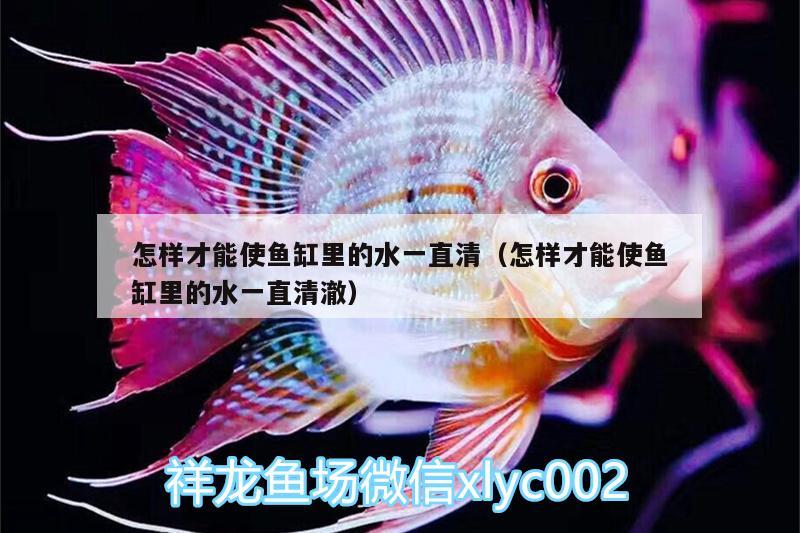 怎樣才能使魚缸里的水一直清（怎樣才能使魚缸里的水一直清澈）