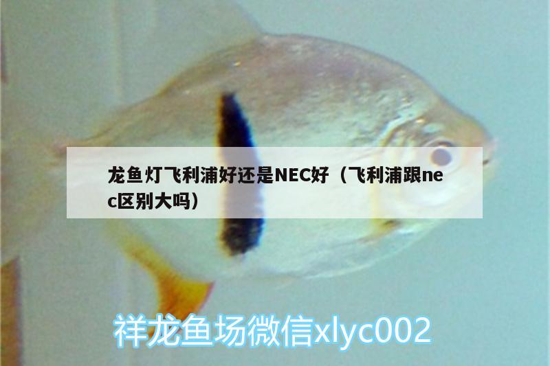 龍魚燈飛利浦好還是NEC好（飛利浦跟nec區(qū)別大嗎）