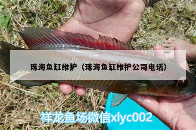 珠海魚缸維護(hù)（珠海魚缸維護(hù)公司電話）