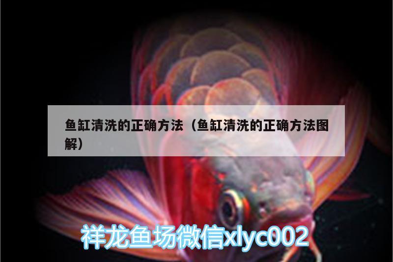 魚缸清洗的正確方法（魚缸清洗的正確方法圖解） 肥料