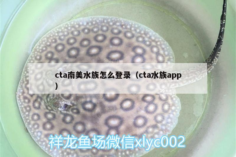 cta南美水族怎么登錄（cta水族app） 黃金河虎魚