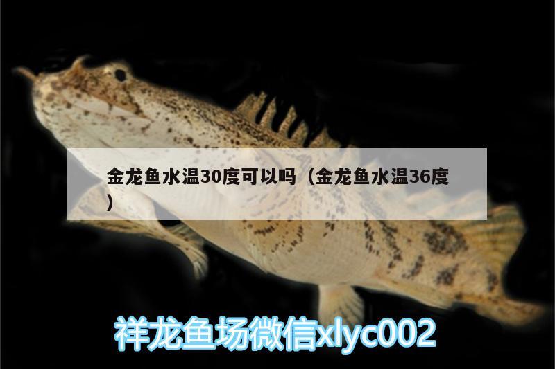 金龍魚(yú)水溫30度可以嗎（金龍魚(yú)水溫36度） 眼斑魚(yú) 第3張