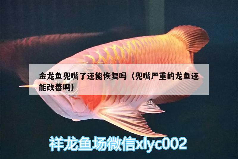 金龍魚兜嘴了還能恢復嗎（兜嘴嚴重的龍魚還能改善嗎） 過背金龍魚